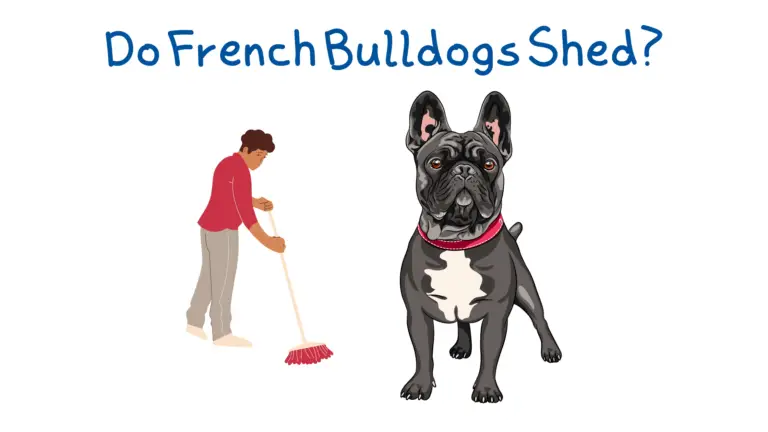 A man sweeping up the hair shelled by his French bulldog