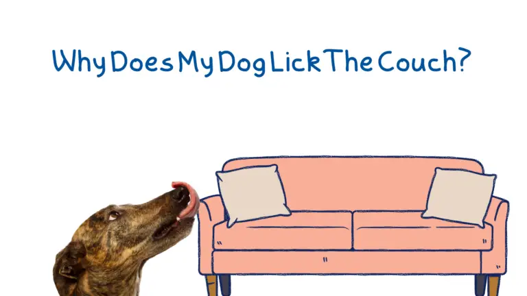 A dog licking a couch