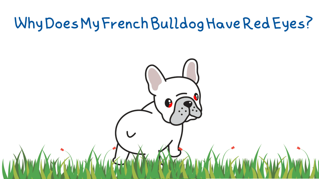 A French bulldog with cherry eye.