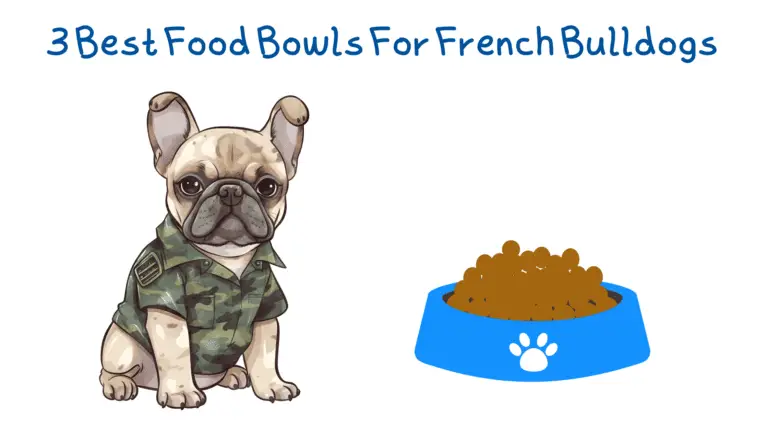 3 Best Food Bowls For French Bulldogs