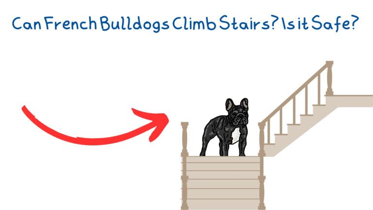 Can French Bulldogs Climb Stairs