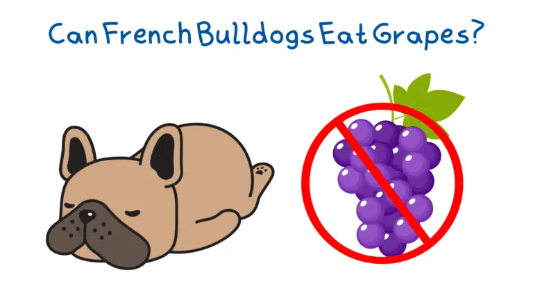 Can French Bulldogs Eat Grapes?
