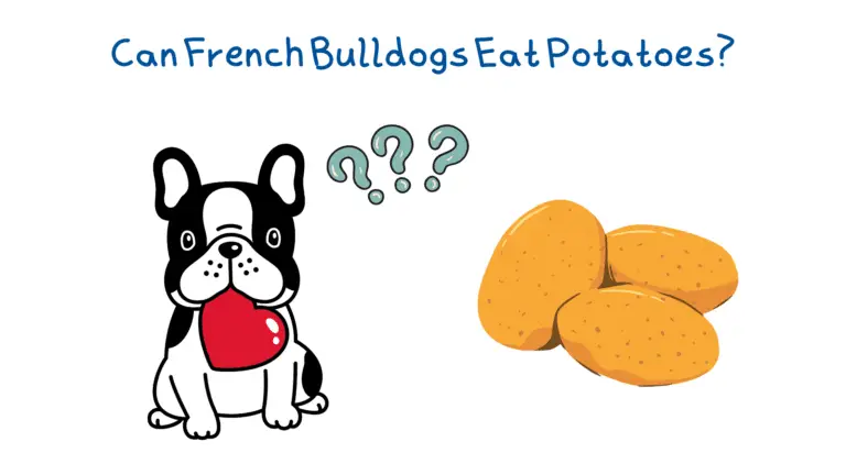 A french bulldog ready to eat potatoes