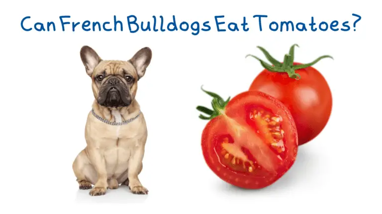 Can French Bulldogs Eat Tomatoes?