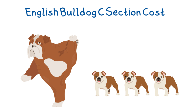 English Bulldog C-Sections Cost?