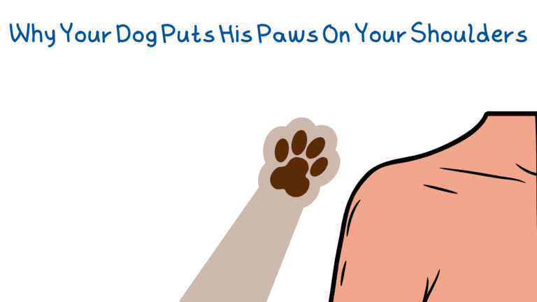 Why Your Dog Puts His Paws On Your Shoulders