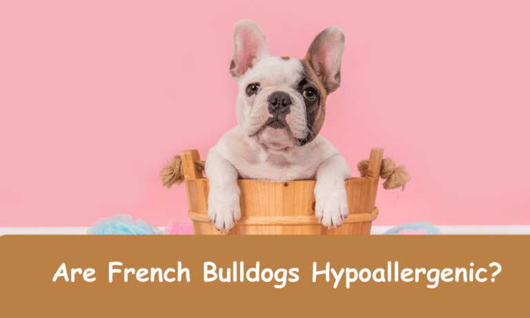 Are French Bulldogs Hypoallergenic?