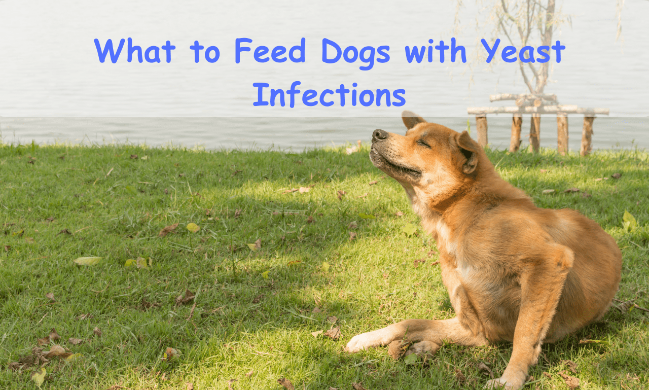 What To Feed Dogs With Yeast Infections Bulldogpapa