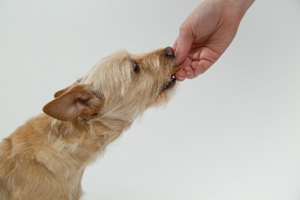 What to Feed When Dog Has a Yeast Infection