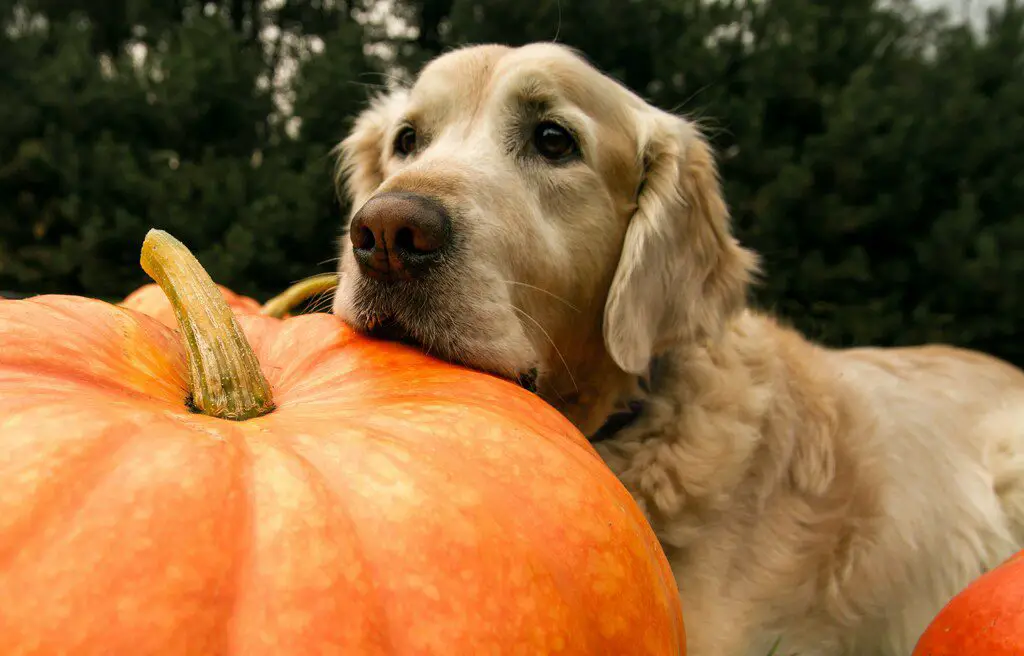 Is Pumpkin Good for Acid Reflux in Dogs?