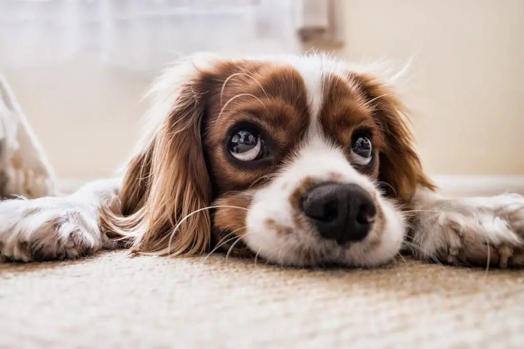 Coprophagia in Dogs