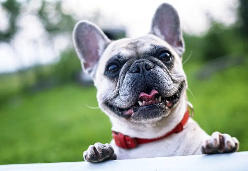 Are French Bulldogs OK for Allergy Sufferers?