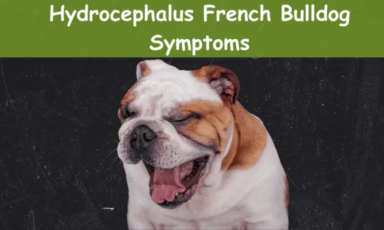 Hydrocephalus French Bulldog Symptoms
