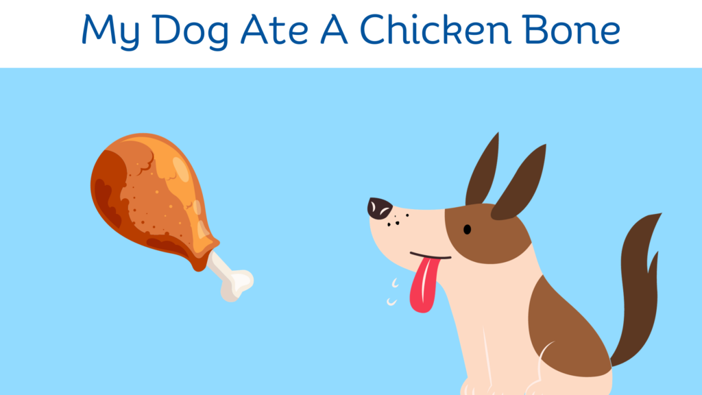Dog eats a chicken leg