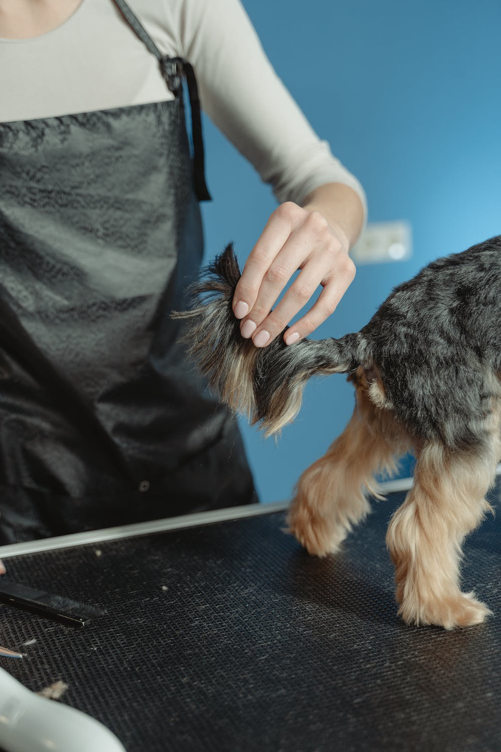 A vet examining a dog tail