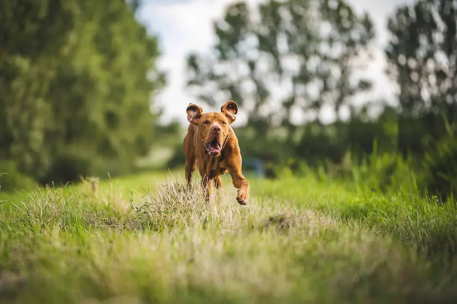 A happy dog running in an open field