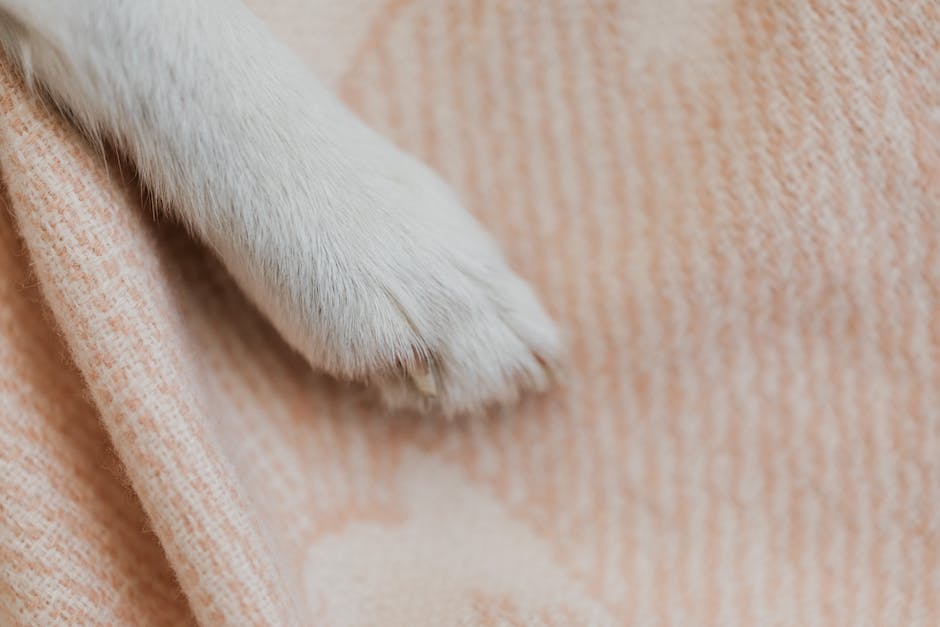 Image of a dog's paw with reddened skin